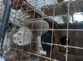 Зображення для оголошення Норки пара самець і самка