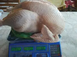 Зображення для оголошення Продам мясо домашней индейки
