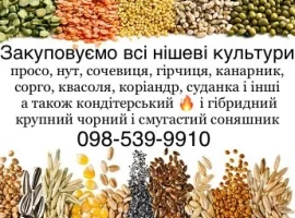 Зображення для оголошення Купуємо кондитерський соняшник а також КРУПНОГО розміру гібридний смугастий та чорний
