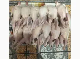 Зображення для оголошення Продам тушку перепілки