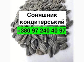 Зображення для оголошення Продам Соняшник Кондитерський