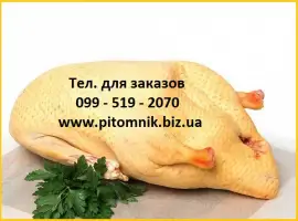 Зображення для оголошення М'ясо тушка м'язової качки шипуна індо-качки