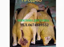 Зображення для оголошення Продам тушки індокачок роздріб/ опт або живими