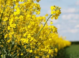 Зображення для оголошення Купуємо рапс від 100т. БЕЗНАЛ