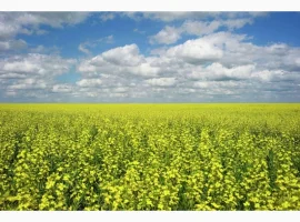 Зображення для оголошення Куплю ріпак БЕЗНАЛ