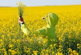 Зображення для оголошення Куплю рапс від 50т. БЕЗНАЛ