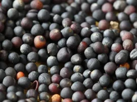 Зображення для оголошення Закуповуємо Ріпак від 25 тон для Переробки Самовивіз