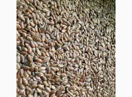 Зображення для оголошення Продам насіння льон олійний 80т