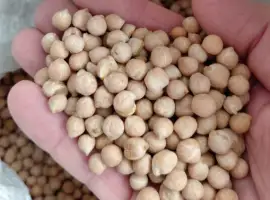Зображення для оголошення Продам нут не калиброванный
