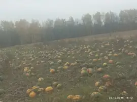Зображення для оголошення Продам посівмат голонасінних гарбузів гляйсдорфер