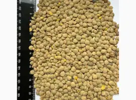 Зображення для оголошення Продам сочевицю зелену 25т