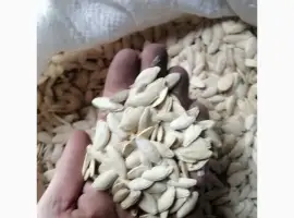 Зображення для оголошення Продам кабакове гарбузове насіння