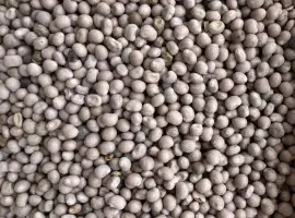 Зображення для оголошення Продамо люпин