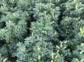 Зображення для оголошення Насіння люпину Барвінок
