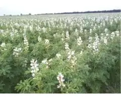 Зображення для оголошення Продам насіння білого люпину Щедрий 1р