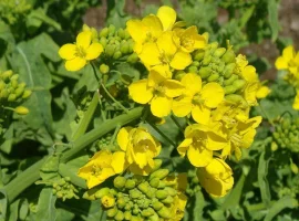 Зображення для оголошення Потрібна гірчиця біла. Заберу з місця