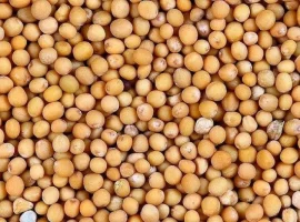 Зображення для оголошення Швидкий викуп білої гірчиці. Самовивіз