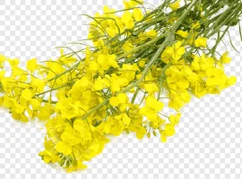 Зображення для оголошення Новий заголовок: Куплю білу гірчицю. Свій транспорт. Розрахунок на місці