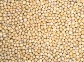 Зображення для оголошення Купую гірчицю