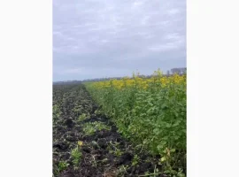 Зображення для оголошення Продам гірчицю жовту