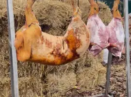 Зображення для оголошення Домашня свинина, туші, ковбаси, сало опт/роздріб