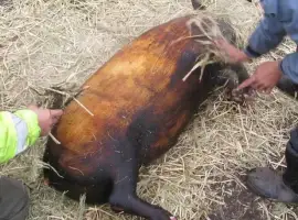 Зображення для оголошення Свинина туша /напів-туша/четвертина