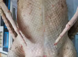 Зображення для оголошення Тушка гуся, куры, утка, гусиный жир, перепела
