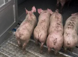 Зображення для оголошення Продам поросят ГИНЕТИКА PIC