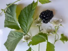 Зображення для оголошення Чай ожиновий