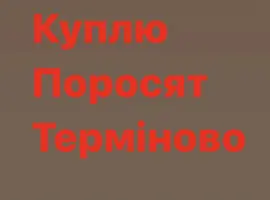 Зображення для оголошення Куплю з вашого господарства поросят свиней
