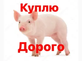 Зображення для оголошення Куплю поросят