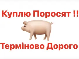 Зображення для оголошення Куплю поросята свині
