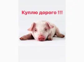 Зображення для оголошення За купляємо поросят різною вагою свині