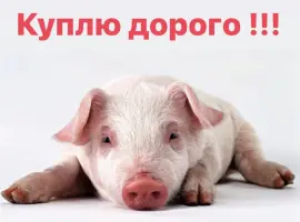 Зображення для оголошення Поросята закупка поросят по всій Україні