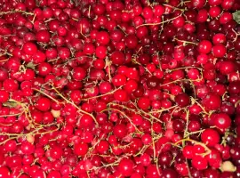 Зображення для оголошення Продам порічку