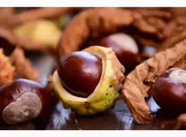 Зображення для оголошення Куплю каштан