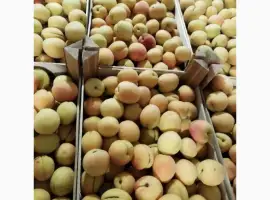 Зображення для оголошення Продам отличный абрикос