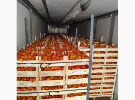 Зображення для оголошення Продам абрикос