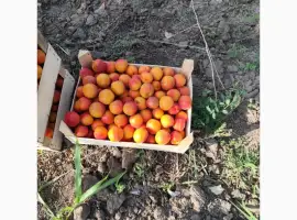 Зображення для оголошення Продам абрикос 2025