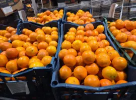 Зображення для оголошення Продам мандарин Турція