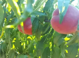 Зображення для оголошення Продам Персик
