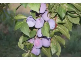 Зображення для оголошення Продам сливу