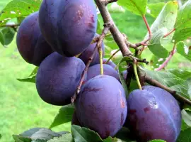 Зображення для оголошення Куплю сливу на сушку