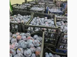 Зображення для оголошення Продам сливу сорт Кабардинка оптом від 10 тонн. Чернівці