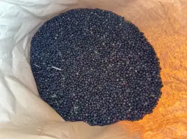 Зображення для оголошення Продам Бузину заморожену