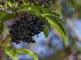 Зображення для оголошення Куплю суху бузину