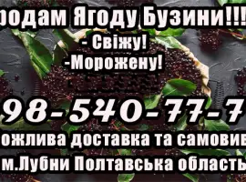 Зображення для оголошення Продам Свіжу Ягоду бузини!!!Великим та малим оптом!Сезон 2025