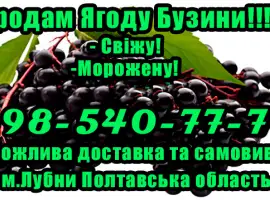 Зображення для оголошення Продам ягоду бузини!Опт! Гнучкий Розрахунок