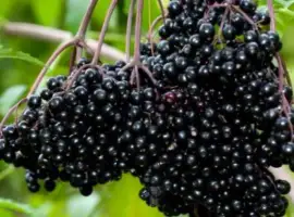 Зображення для оголошення Куплю бузину на заморозку