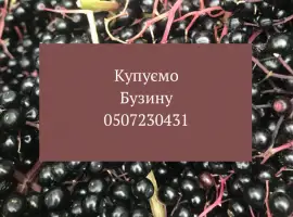 Зображення для оголошення На постійній основі купуємо ягоди бузини на гроні спілу